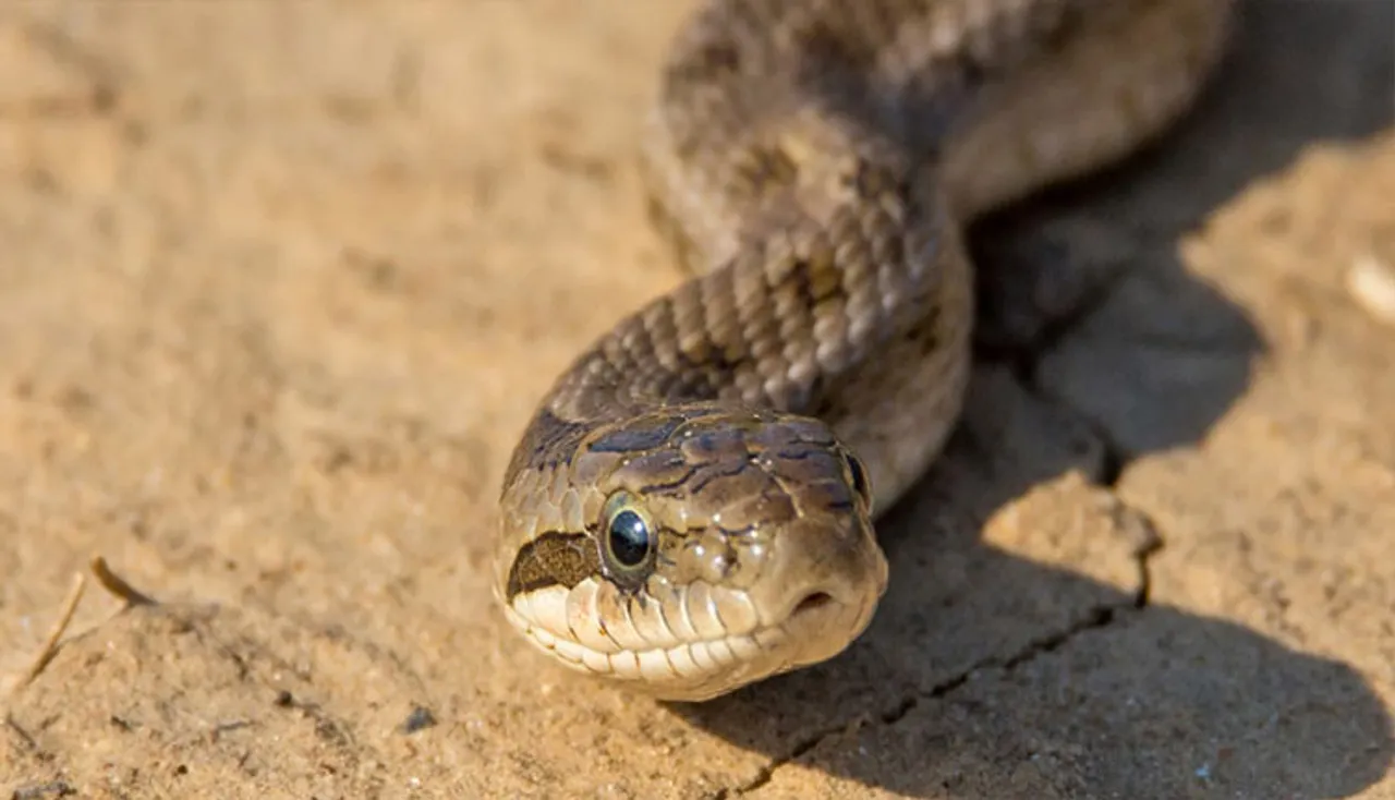 ଘର କରିବା ସମୟରେ ମାଟିରୁ ସାପ ବାହାରିଲେ ହୋଇଥାଏ ଏହି କ୍ଷତି