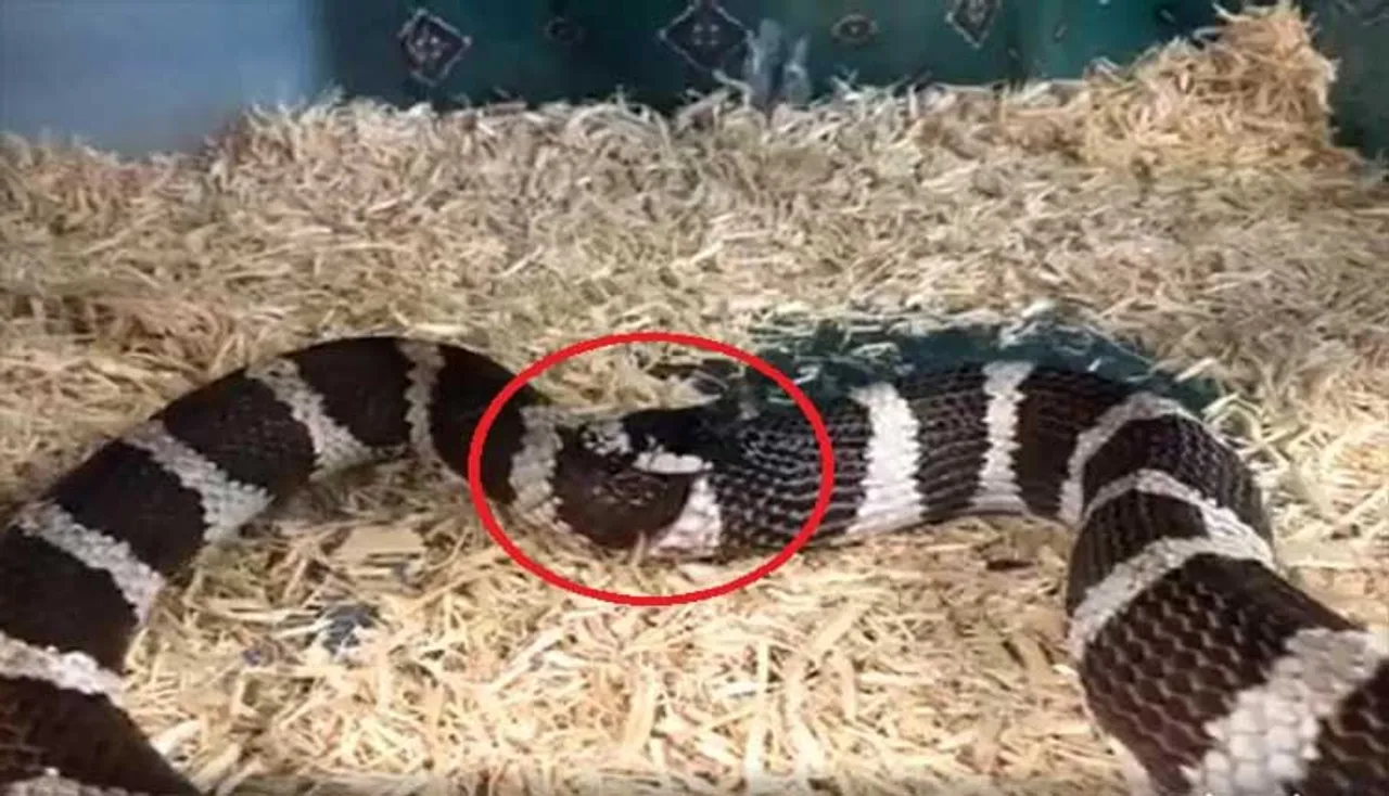 ଭୋକ ବିକଳରେ ନିଜ ଲାଞ୍ଜକୁ ଖାଇଦେଲା ସାପ, ଦେଖନ୍ତୁ ଭିଡିଓ