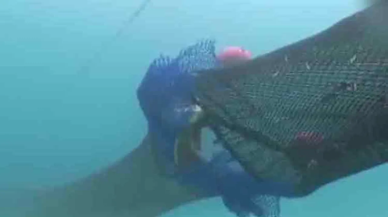 ଅଲିଭ୍ ରିଡ୍‌ଲେଙ୍କ ଜୀବନ ବଞ୍ଚାଇବ ‘ଟର୍ଟଲ ଏକ୍ସକ୍ଲୁଡର ଡିଭାଇସ୍‌’