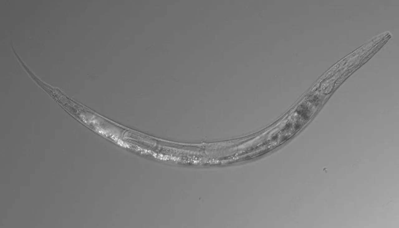 ତିନୋଟି ଲିଙ୍ଗ ଥିବା କୃମି ଆବିଷ୍କାର କଲେ ବୈଜ୍ଞାନିକ