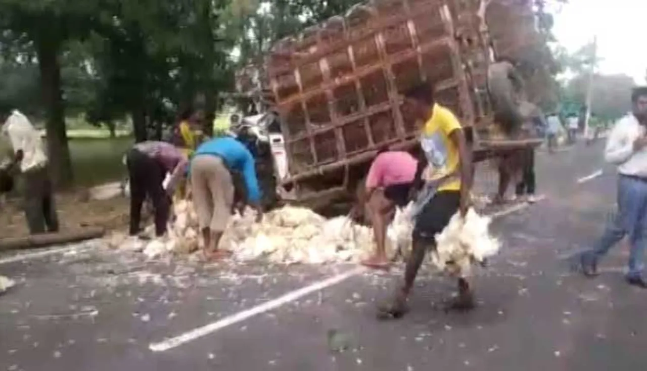 ଲୋଭ ପାଖରେ ମରିଗଲା ମାନବିକତା, ବୋହିନେଲେ କୁକୁଡ଼ା