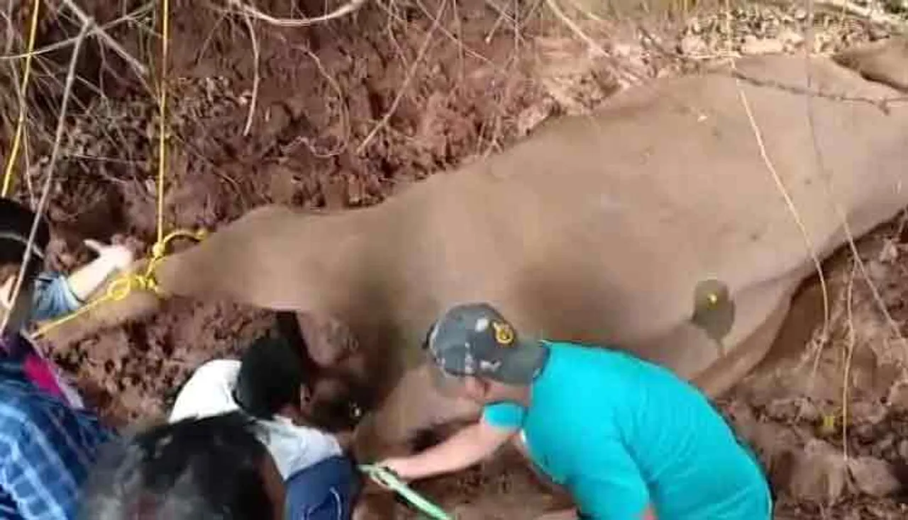 ମରଣ ମୁହଁରେ ହାତୀ, ଛାଡ଼ି ଚାଲିଗଲା ଡାକ୍ତରୀ ଟିମ୍‌