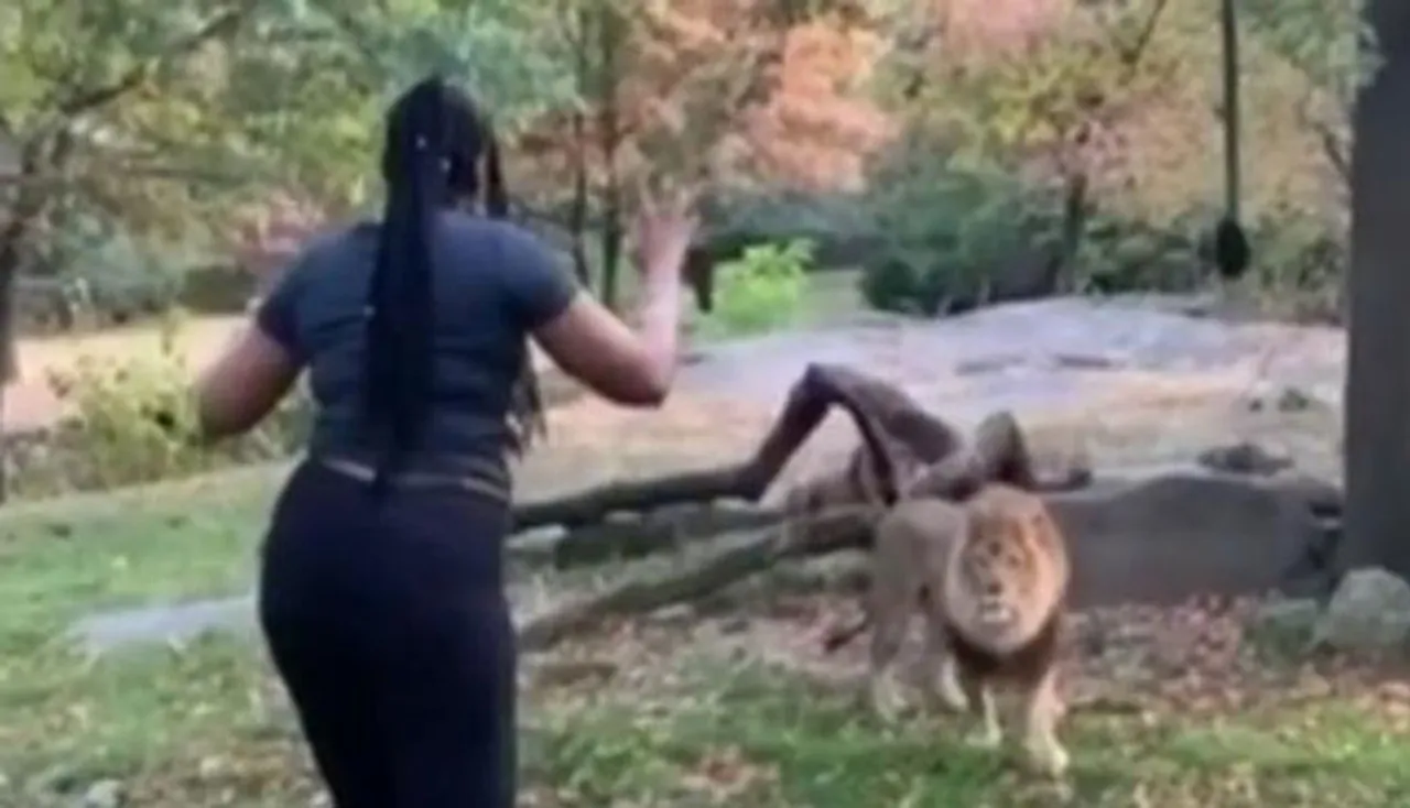 ସିଂହ ଖୁଆଡ଼କୁ ଡେଇଁ ନାଚିଲେ ମହିଳା, ଶେଷ ପର୍ଯ୍ୟନ୍ତ ଦେଖନ୍ତୁ ଭିଡିଓ