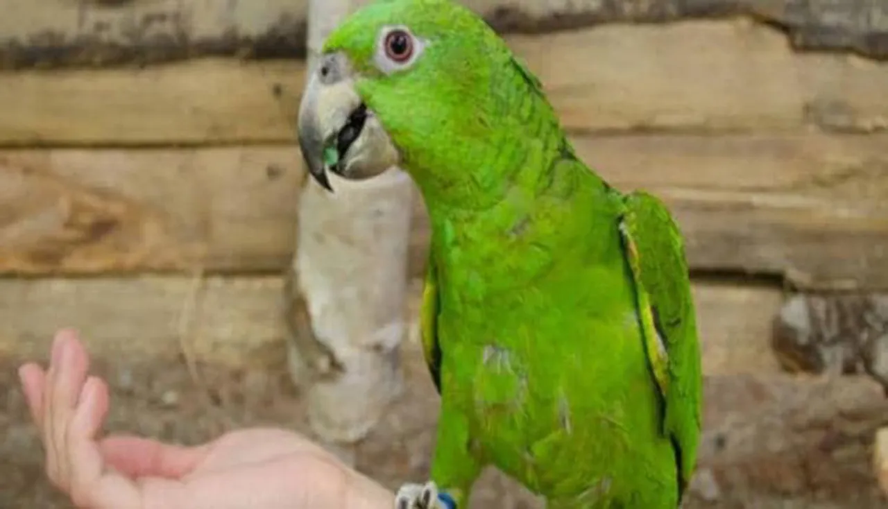 ଗୃହପାଳିତ ପଶୁପକ୍ଷୀଙ୍କୁ କଷ୍ଟ ଦେଉଛନ୍ତି କି ?