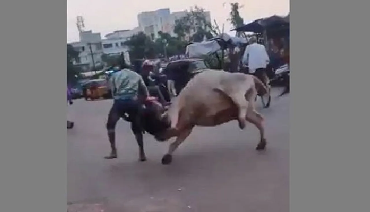 ଷଣ୍ଢ ସହ ଲଢ଼େଇ, ଭିଡିଓ ଭାଇରାଲ୍‌