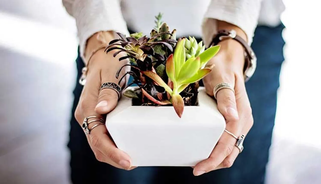 ବାୟୁ ପ୍ରଦୂଷଣକୁ କମ୍‌ କରିବାକୁ ପ୍ରଯୁକ୍ତି ଅପେକ୍ଷା ବୃକ୍ଷରୋପଣ ଶସ୍ତା ବିକଳ୍ପ