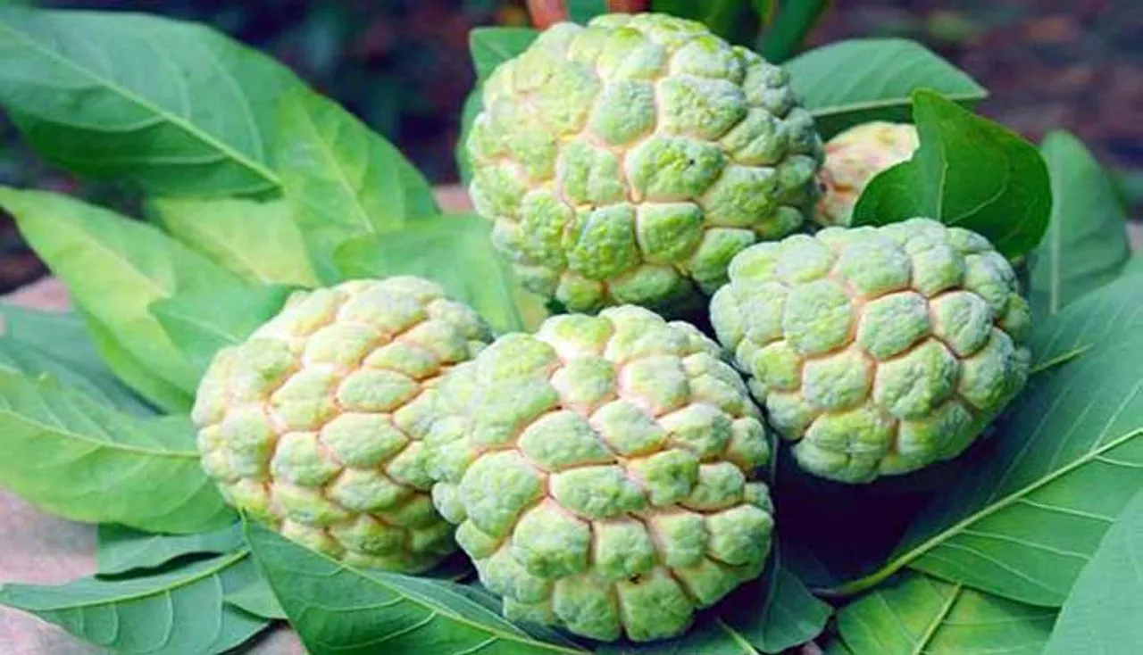 ଆତ ଖାଇଲେ ଦୂର ହୁଏ ଶ୍ୱାସ ରୋଗ