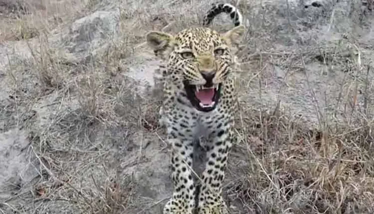 ଚିତାବାଘକୁ ପାଖରେ ପାଇ ଖୁସି ହୋଇଗଲେ ଫଟୋଗ୍ରାଫର୍‌