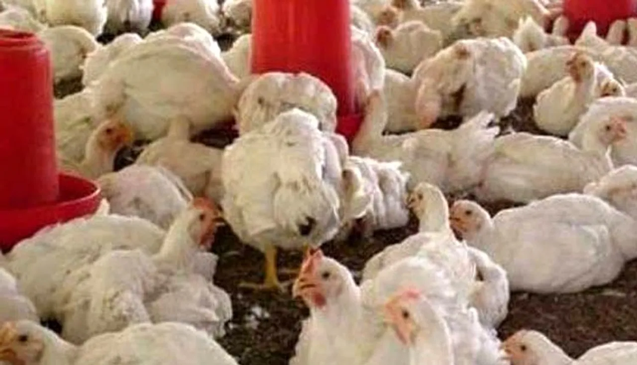 ରାଜଧାନୀରେ ବାର୍ଡ ଫ୍ଲୁ!