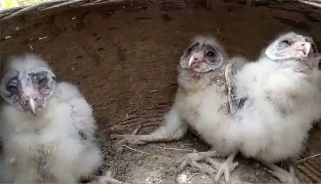 ଗଞ୍ଜାମରୁ ଗରୁଡ଼ ପକ୍ଷୀ ଉଦ୍ଧାର !