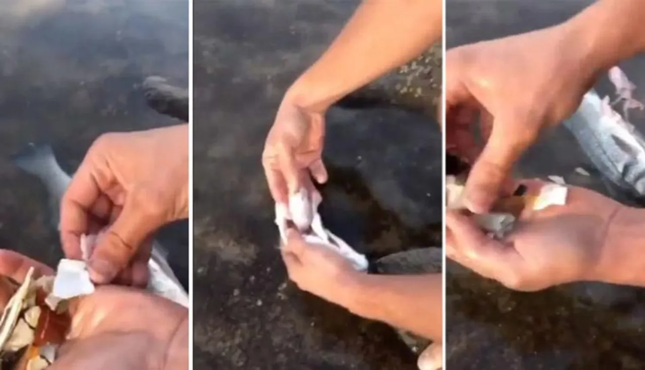 ମାଛ ପେଟରୁ ବାହାରିଲା ପୁଳା ପୁଳା ପ୍ଲାଷ୍ଟିକ୍‌, ଭିଡିଓ ଦେଖିଲେ ହେବେ ଆଶ୍ଚର୍ଯ୍ୟ