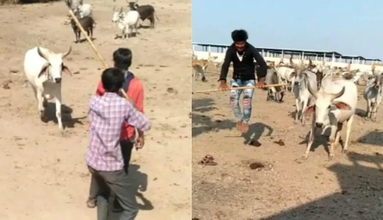 ସମ୍ପର୍କ ଏମିତି: ମାଲିକକୁ ବାଡ଼େଇଲେ ଧାଇଁଆସୁଛି ଷଣ୍ଢ