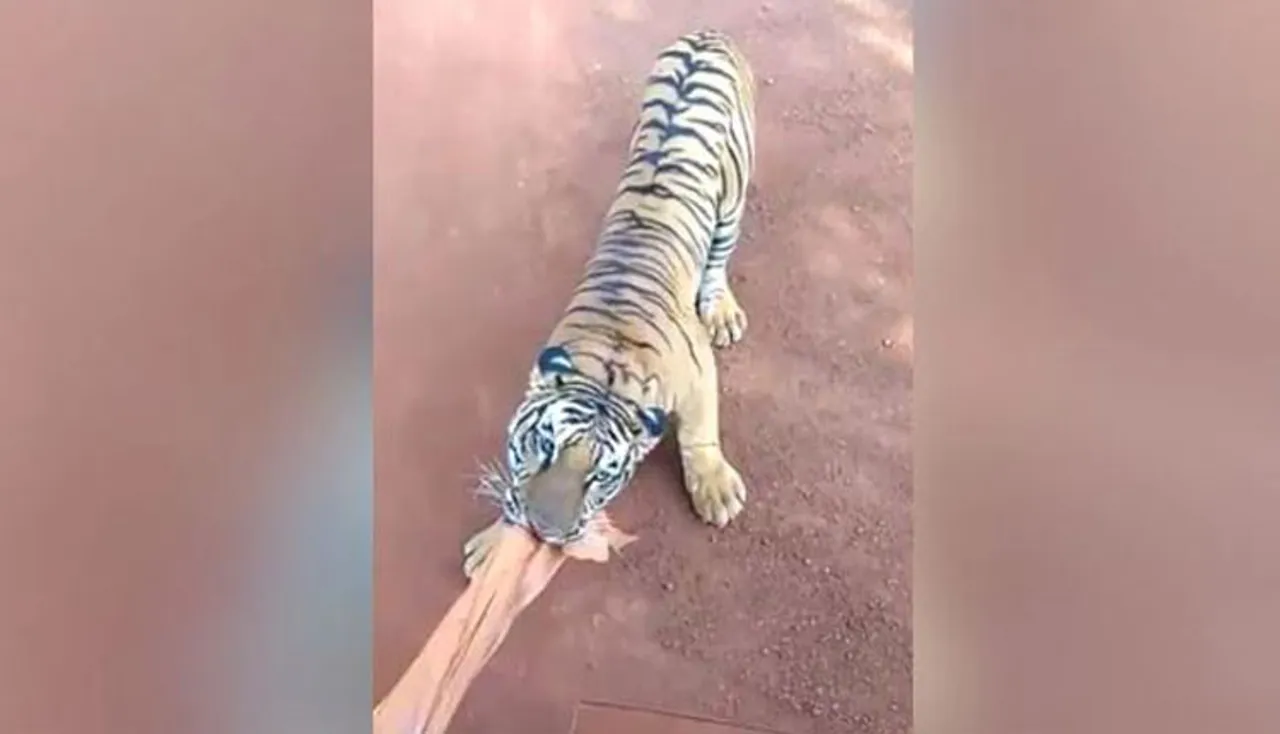 ପର୍ଯ୍ୟଟକଙ୍କ ଗାଡ଼ିକୁ ଭିଡ଼ି ଧରିଲା ବାଘ, ଭାଇରାଲ୍‌ ହେଉଛି ଭିଡିଓ