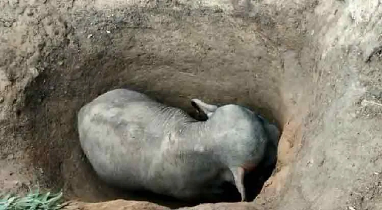 ୬ ଘଣ୍ଟାର ଅପରେସନ୍ ପରେ ଖାଲରୁ ବାହାରିଲା ହାତୀ