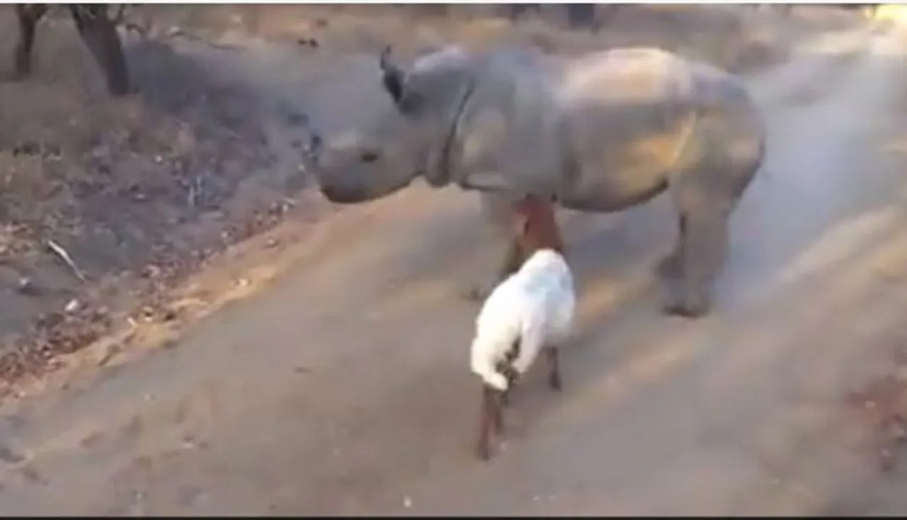 ଗଣ୍ଡାକୁ ଦେଖି ନାଚିଲା ଛେଳି, ଭିଡିଓ ଭାଇରାଲ୍‌