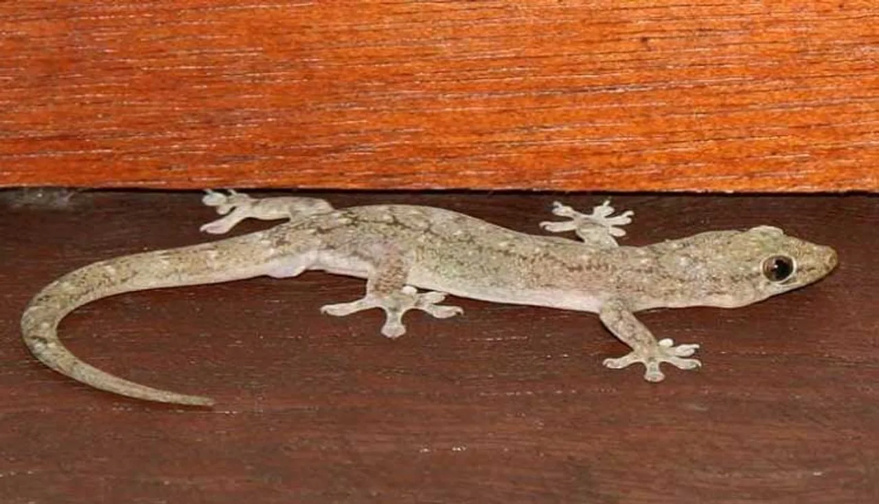 ଘରୁ ଝିଟିପିଟି ବାହାର କରିବାର ୫ଟି ସହଜ ଉପାୟ- Tips to keep lizards away from home