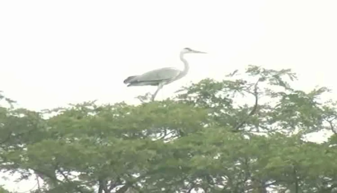 ପାଳି କରି ପକ୍ଷୀଙ୍କୁ ଜଗୁଛନ୍ତି ଗାଁ ଲୋକେ