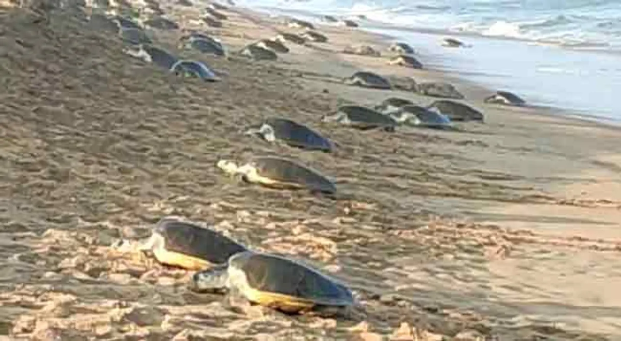 ପ୍ରତିକୂଳ ପାଗ ସତ୍ତ୍ୱେ ଋଷିକୂଲ୍ୟା ମୁହାଣରେ ଅଲିଭ୍ ରିଡଲେ କଇଁଛଙ୍କ ଗଣ ଅଣ୍ଡାଦାନ