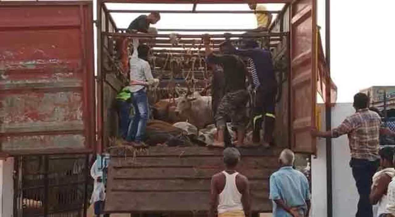 ଗୋରୁ ବୋଝେଇ କଣ୍ଟେନର ଜବତ