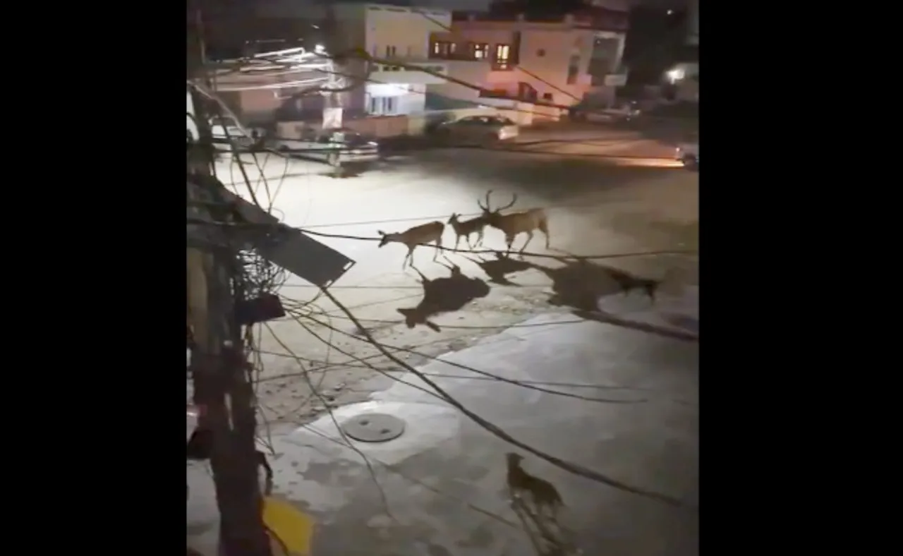 ସମୟର ଖେଳ: ମଣିଷ ନୁହେଁ ରାସ୍ତାରେ ବୁଲିଲେ ହରିଣ, ଭିଡିଓ ଦେଖନ୍ତୁ...