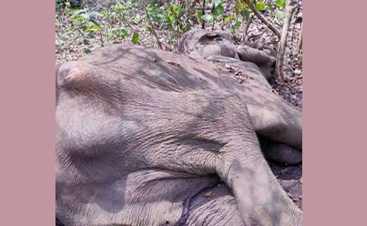 ସାତକୋଶିଆ ଅଭୟାରଣ୍ୟରେ ଆଖି ବୁଜିଲା ହାତୀ