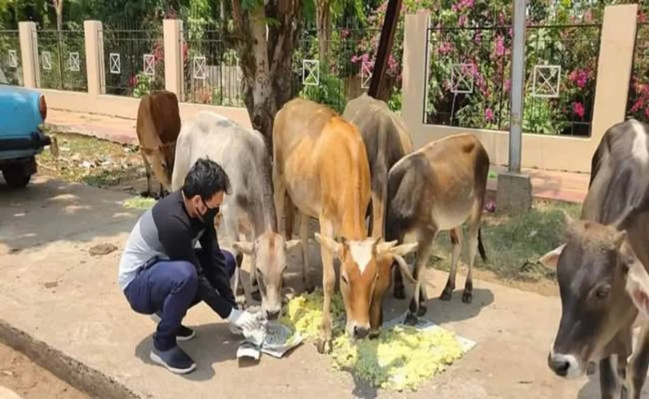 ବୁଲା ପ୍ରାଣୀଙ୍କ ଦରଦୀ ବନ୍ଧୁ ସାଜିଲେ ଯୁବପିଢ଼ି