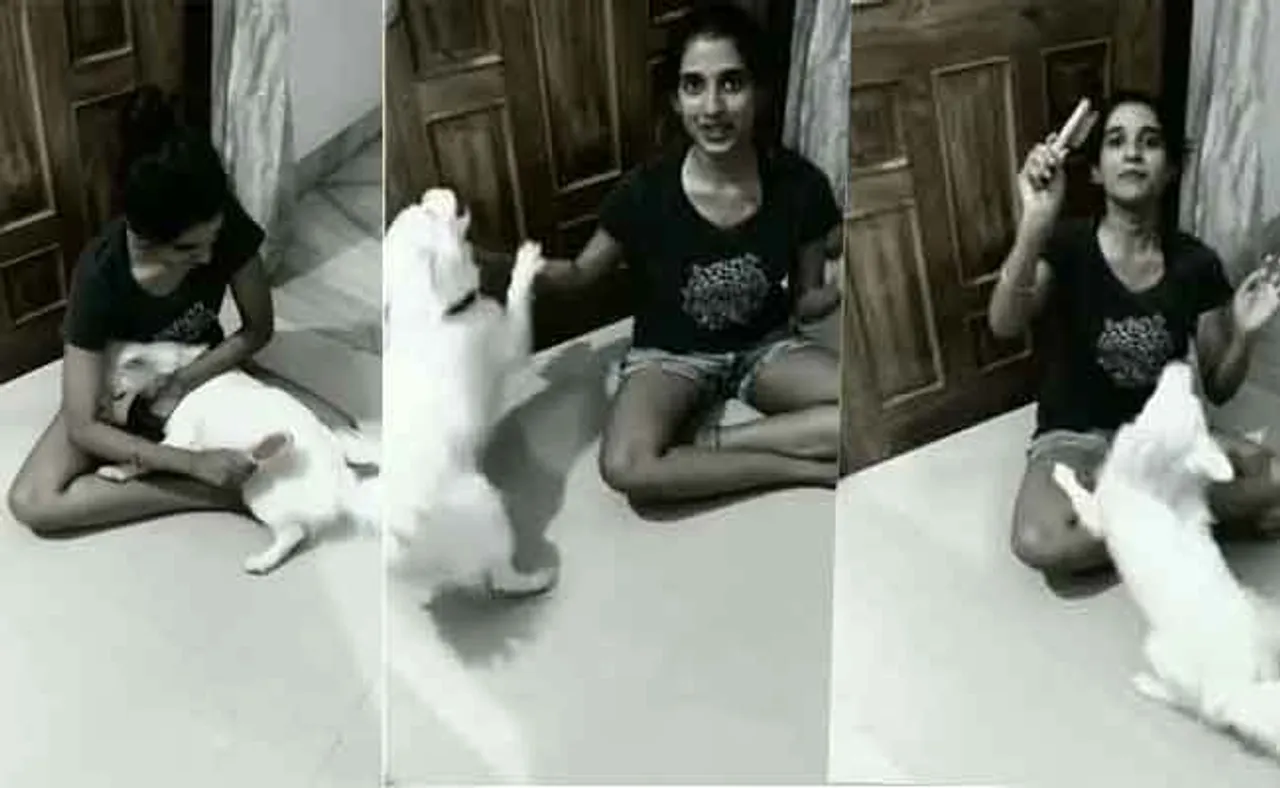 ଯୋଜନା ବିଗାଡ଼ି ଦେଲା ପୋଷା କୁକୁର