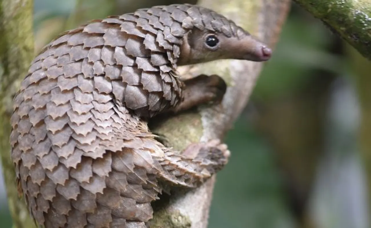 କରୋନା ପାଇଁ କିଏ ଦାୟୀ ? ବଦନାମ ହେଉଛି ବଜ୍ରକାପ୍ତା