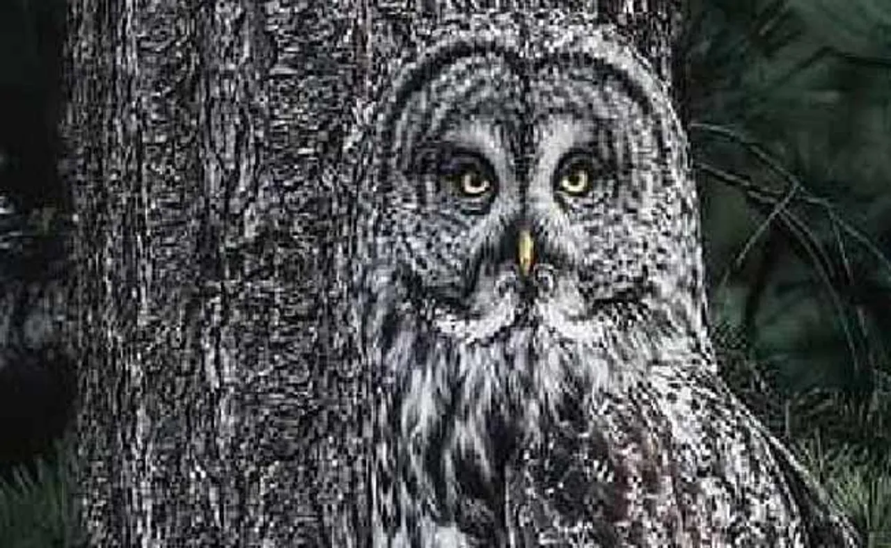 ଧ୍ୟାନ ଆକର୍ଷଣ କରୁଛି ପେଚାର ହଳଦିଆ ଆଖି