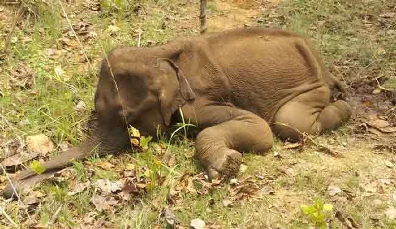 ହାତୀ ଛୁଆର ମୃତଦେହ ଉଦ୍ଧାର