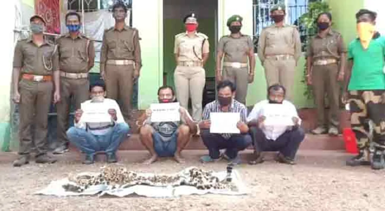 କଲରାପତରିଆ ବାଘ ଚମଡ଼ା ଜବତ; ୪ ଗିରଫ