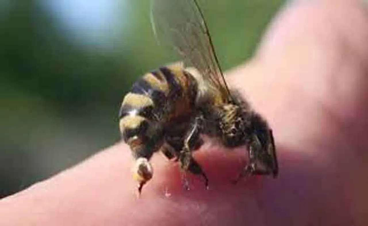 ମହୁ ସଂଗ୍ରହ କରିବାକୁ ଯାଇ ଯୁବକଙ୍କ ଜୀବନ ଗଲା