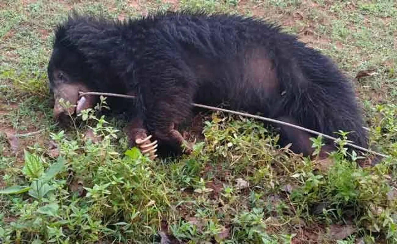 ପଣସ ଖାଇବାକୁ ଆସି ଜୀବନ ହାରିଲା ଭାଲୁ