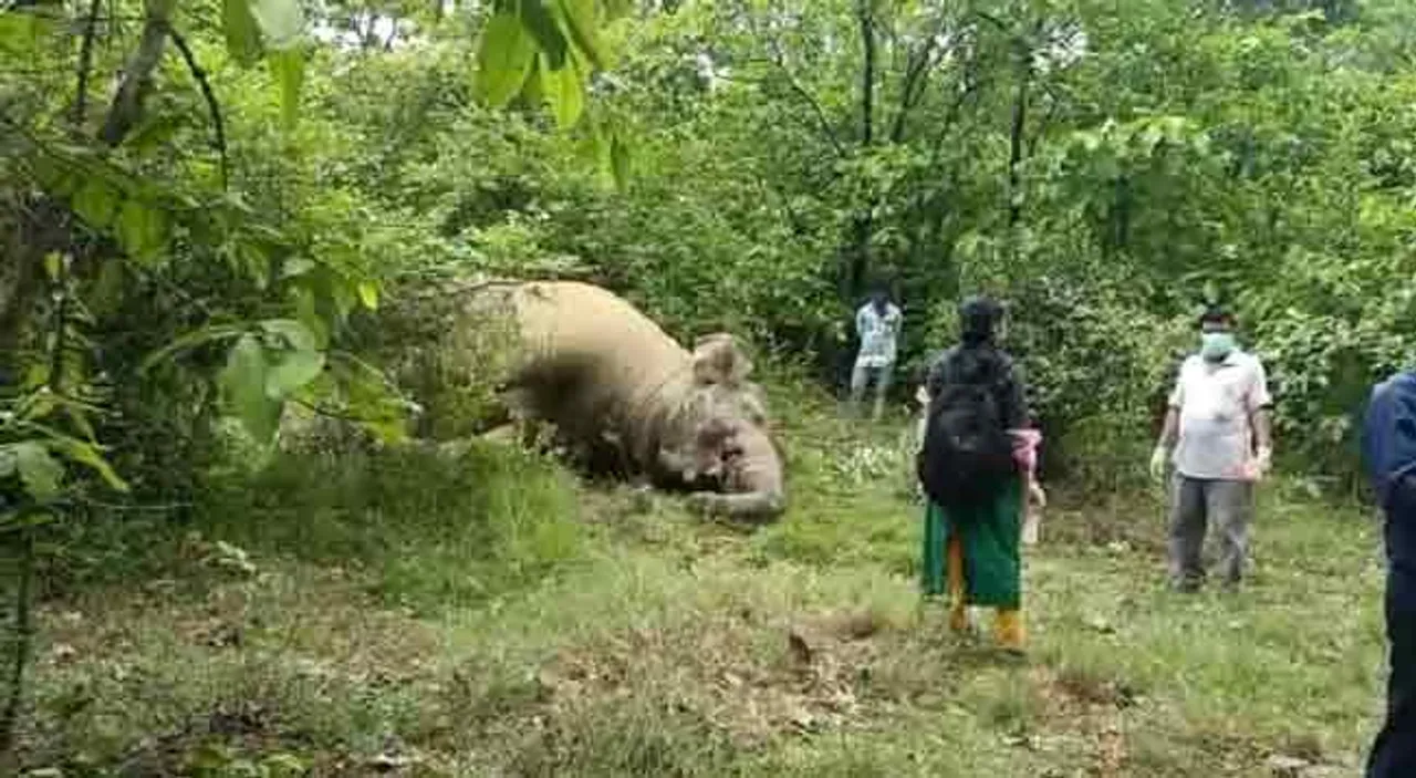 ହାତୀର ମୃତଦେହ ଠାବ