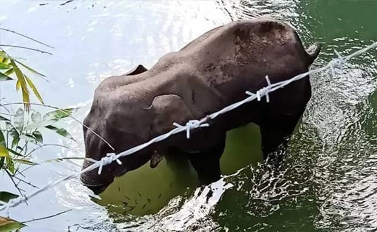 ଗର୍ଭିଣୀ ହାତୀ ହତ୍ୟା ମାମଲା: ଖସି ପାରିବେନି ହତ୍ୟାକାରୀ