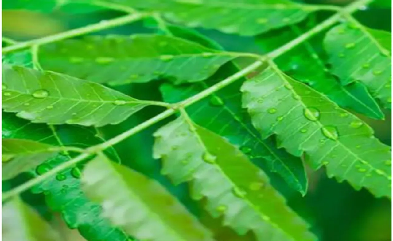 ପେଟ ଓ ତ୍ୱଚା ପାଇଁ ଭଲ ନିମ୍ୱ