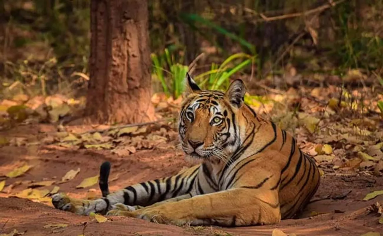 ବ୍ୟାଘ୍ର ଅଭୟାରଣ୍ୟ ଖୋଲିବାକୁ ଜାରି ହେଲା ଗାଇଡଲାଇନ୍