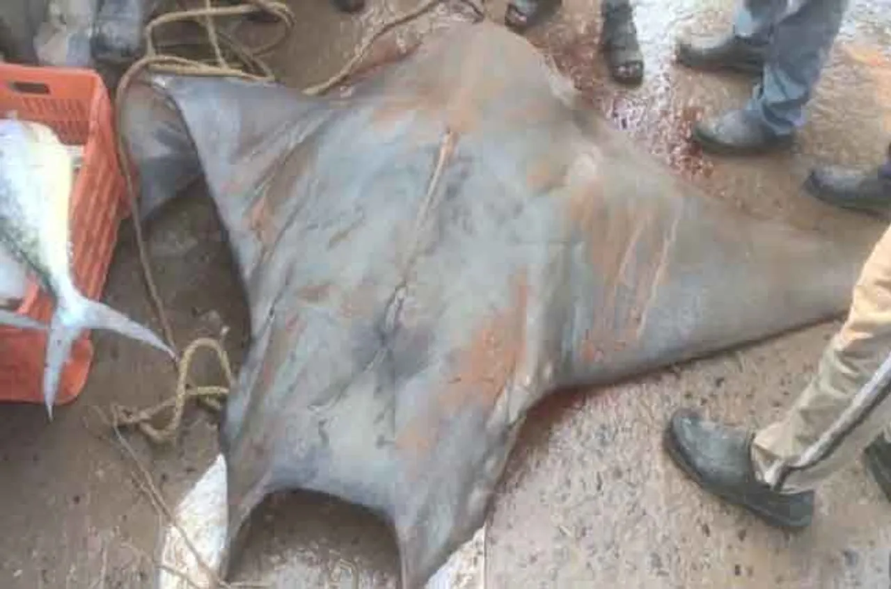 ଜାଲରେ ପଡ଼ିଲା ୭୮୬ କେଜିର ମଗର ମାଛ