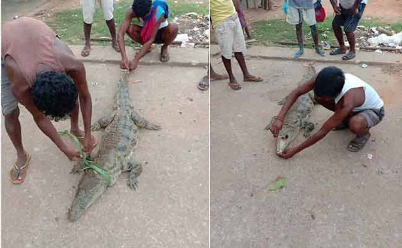 ଜିଅନ୍ତା କୁମ୍ଭୀରକୁ ଗଛରେ ଟାଙ୍ଗି ମାରିଦେଲେ