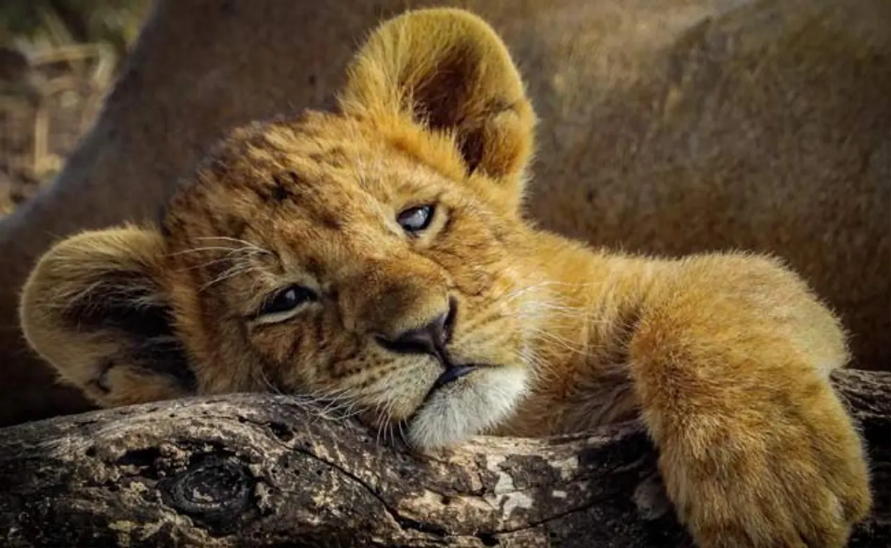 ଫଟୋରେ ଫଟୋରେ ଜାଣନ୍ତୁ ଅନେକ କିଛି...