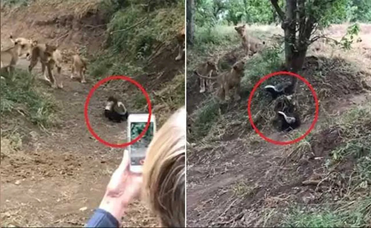 ସିଂହ ସହ ଲଢ଼େଇ କରୁଛନ୍ତି ଛୋଟ ପଶୁ, ଦେଖନ୍ତୁ ଭିଡିଓ
