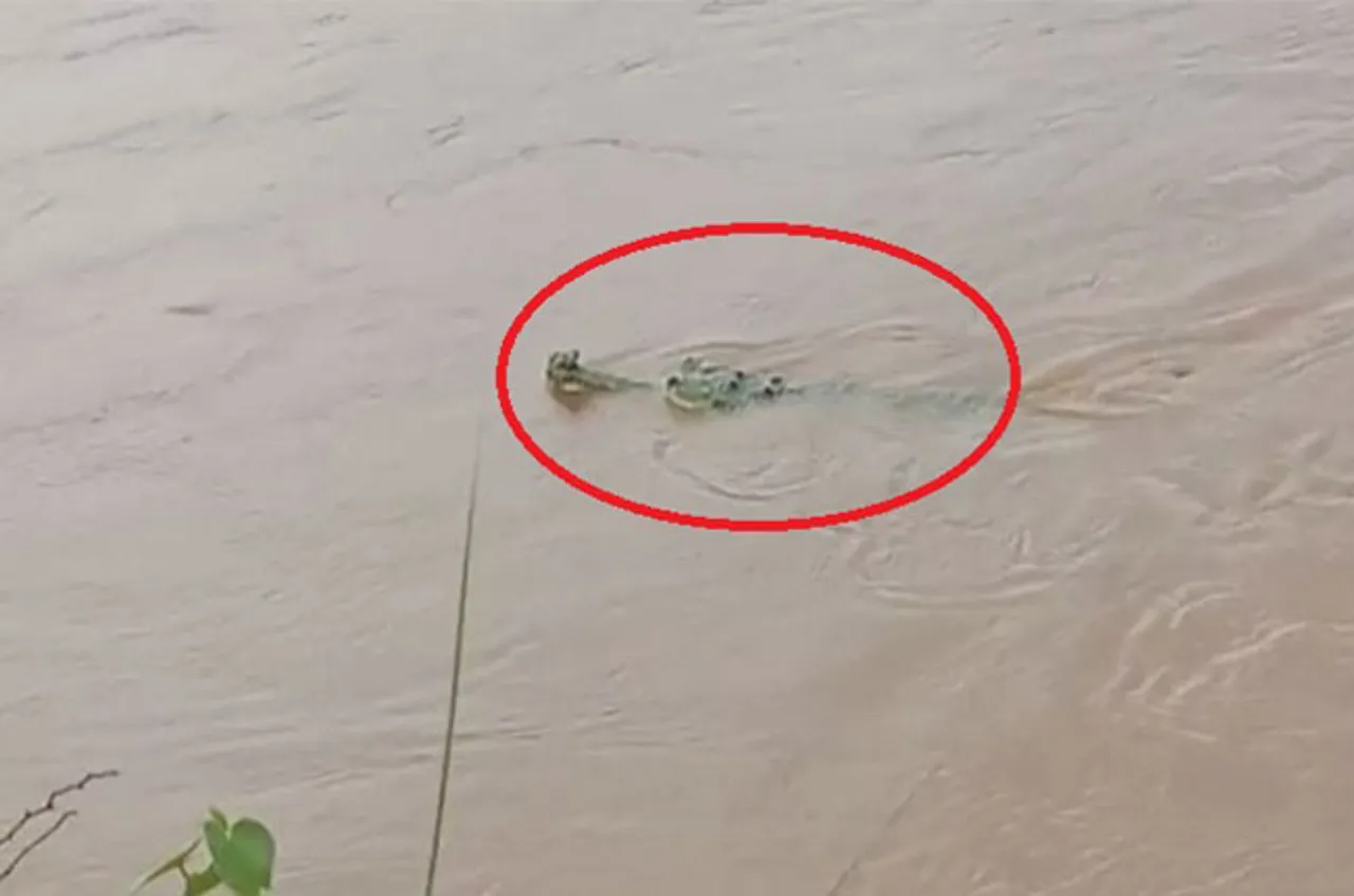 ଲୋକଙ୍କୁ ଡରାଉଛି ଘଡ଼ିଆଲ କୁମ୍ଭୀର