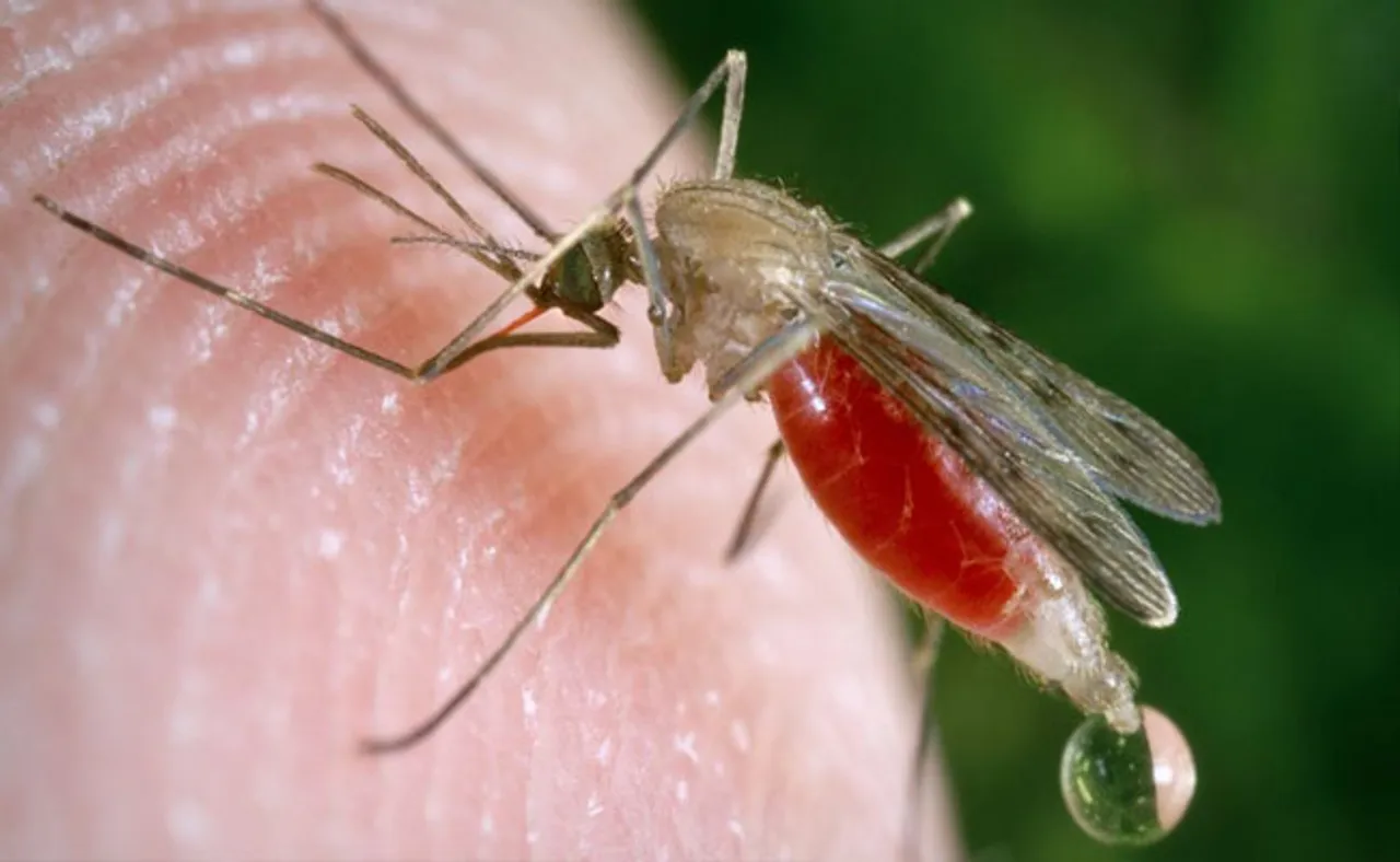 ବିଶ୍ୱ ମଶା ଦିବସ: ମହଙ୍ଗା ପଡ଼ିପାରେ ମଶା ମାରିବା ଉପାୟ!