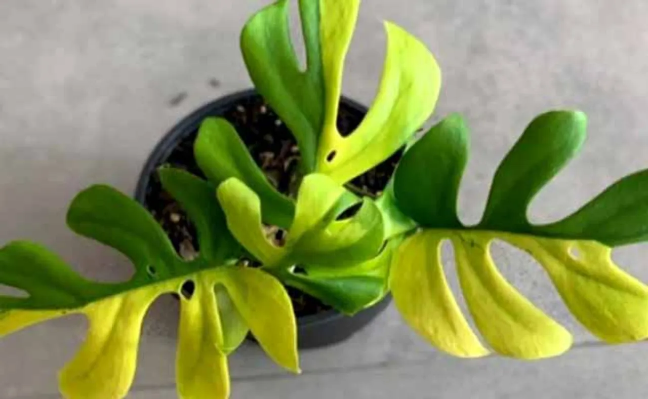 ଗଛର ଦାମ୍‌ ୪ ଲକ୍ଷ