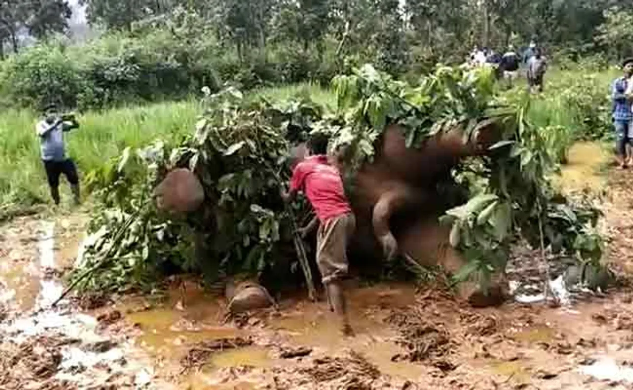 ଦନ୍ତା ହାତୀର ମୃତଦେହ ଠାବ