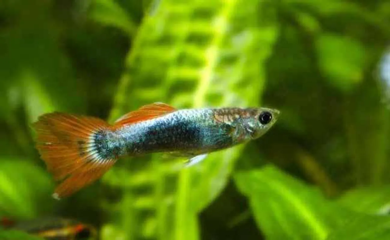 ୫୦ ବର୍ଷରେ ଧ୍ୱଂସ ପାଇଛି ୬୮% ଜୈବ ବିବିଧତା