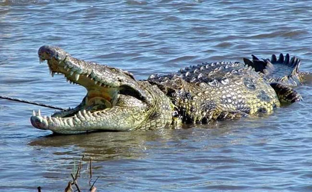 ଗାଧୋଇବା ବେଳେ ଟାଣିନେଲା କୁମ୍ଭୀର