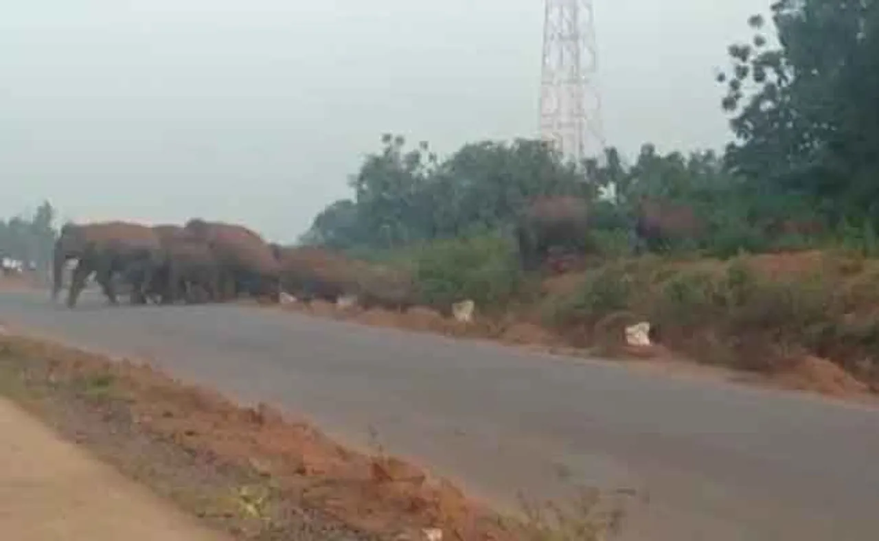 ଜାତୀୟ ରାଜପଥରେ ହାତୀ ପଲ