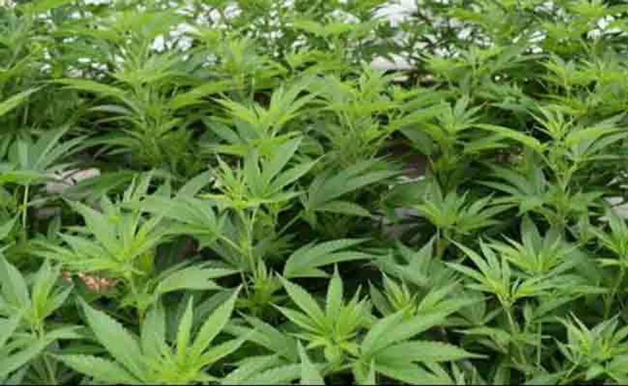 ଇସ୍ରୋ ଦେଉଛି ଖବର, ଜବତ ହେଲାଣି ୧୦୫୪ କୁଇଣ୍ଟାଲ ଗଞ୍ଜେଇ