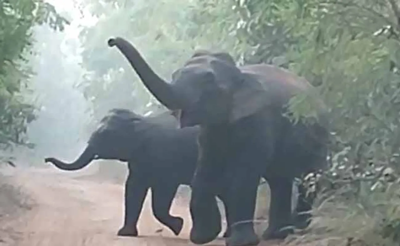 ସପ୍ତାହେ ହେଲାଣି ନାକେଦମ କରିଦେଲେଣି ୩୦ଟିକିଆ ହାତୀପଲ